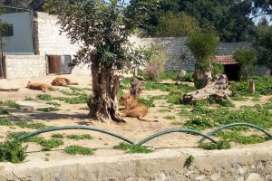 Sortie des classes préparatoires au zoo