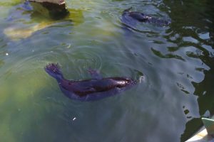 Sortie des classes préparatoires au zoo